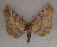 Selenia alciphearia