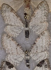 Eupithecia cretaceata