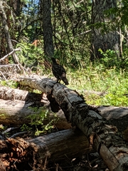 Dendragapus obscurus