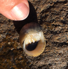 Nerita scabricosta