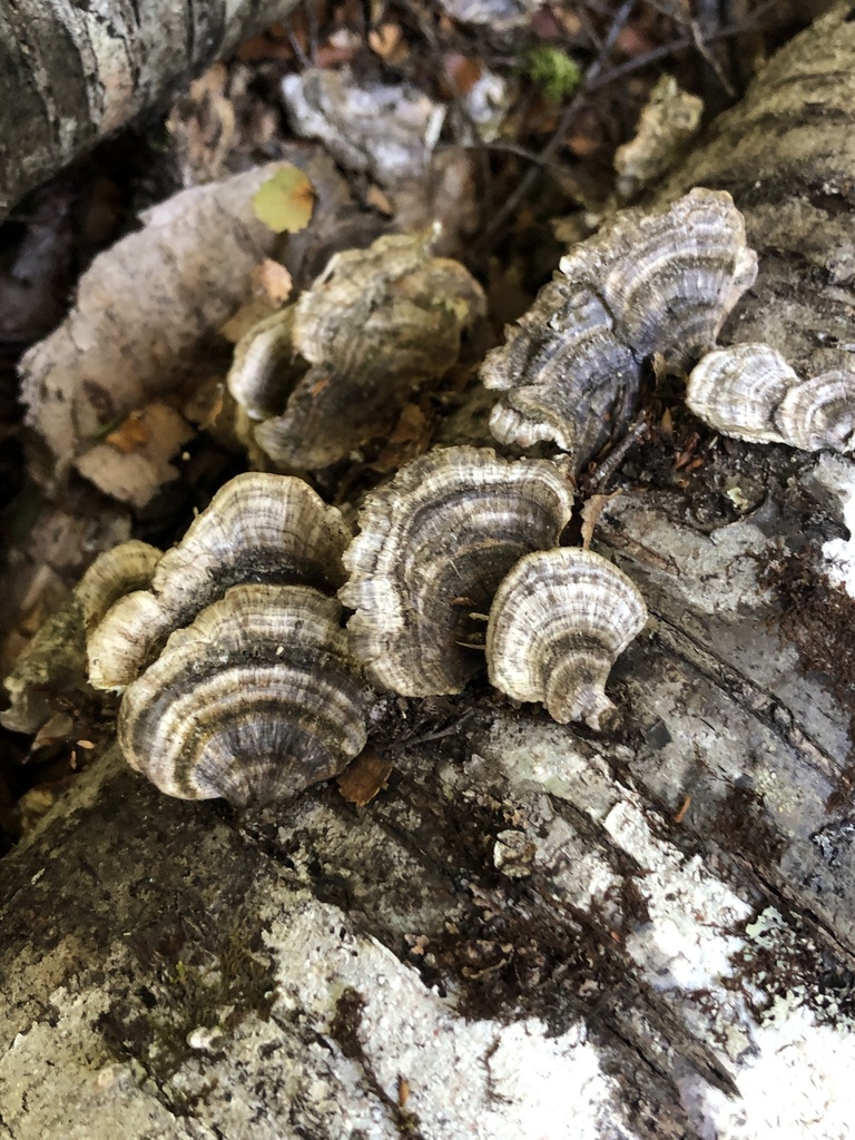 Trametes versicolor · January 2025 · photo: © richardlitt (iNaturalist, cc0)