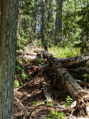 Dendragapus obscurus