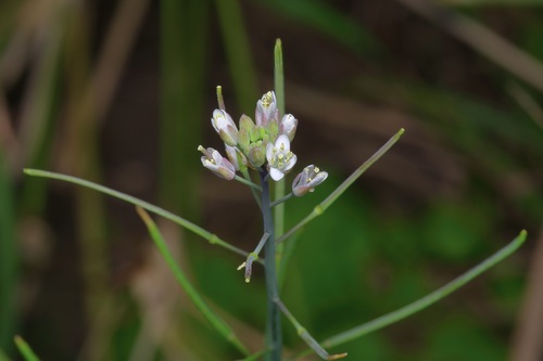 Image of Mostacillastrum vaseyi by (c) Michelle W. （鍾偉瑋）, some rights reserved (CC BY)