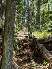 Dendragapus obscurus