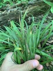 Carex leptonervia