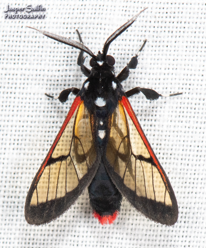Abrochia moza