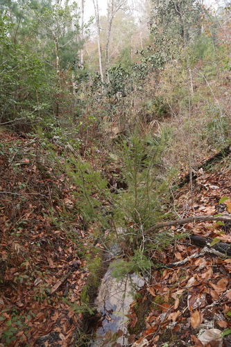 Image of Taxus floridana by (c) Reid Hardin, some rights reserved (CC BY)