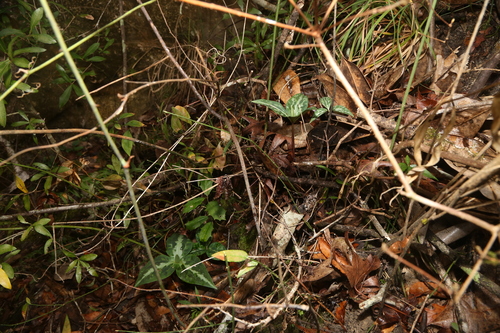 Image of Trillium underwoodii by (c) Reid Hardin, some rights reserved (CC BY)