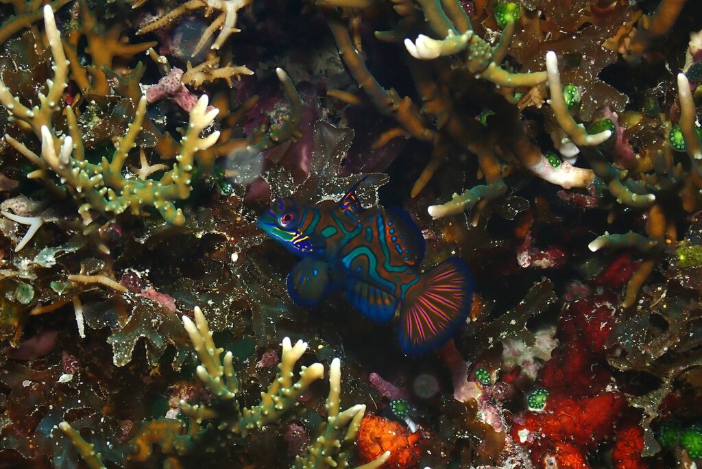 Mandarinfish (Synchiropus splendidus)