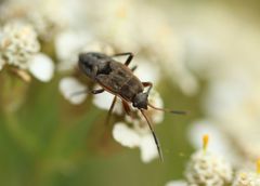 Rhyparochromus