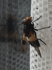 Volucella pellucens