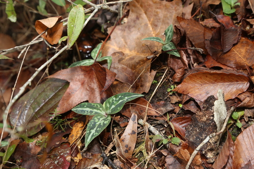 Image of Trillium underwoodii by (c) Reid Hardin, some rights reserved (CC BY)