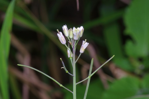 Image of Mostacillastrum vaseyi by (c) Michelle W. （鍾偉瑋）, some rights reserved (CC BY)