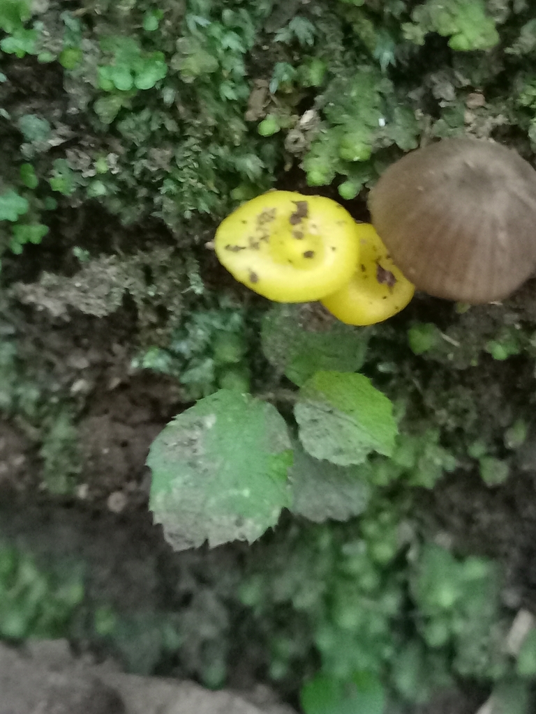 Gloioxanthomyces chromolimoneus · January 2025 · photo: © meurkc (iNaturalist, cc-by)