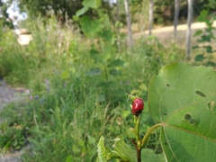 Chrysomela populi
