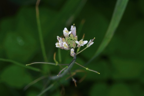 Rio Grande Tumble Mustard (Mostacillastrum vaseyi)