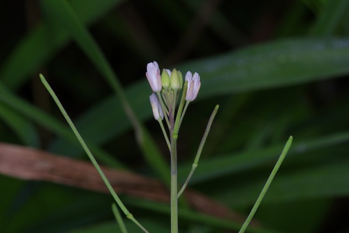 Image of Mostacillastrum vaseyi by (c) Michelle W. （鍾偉瑋）, some rights reserved (CC BY)