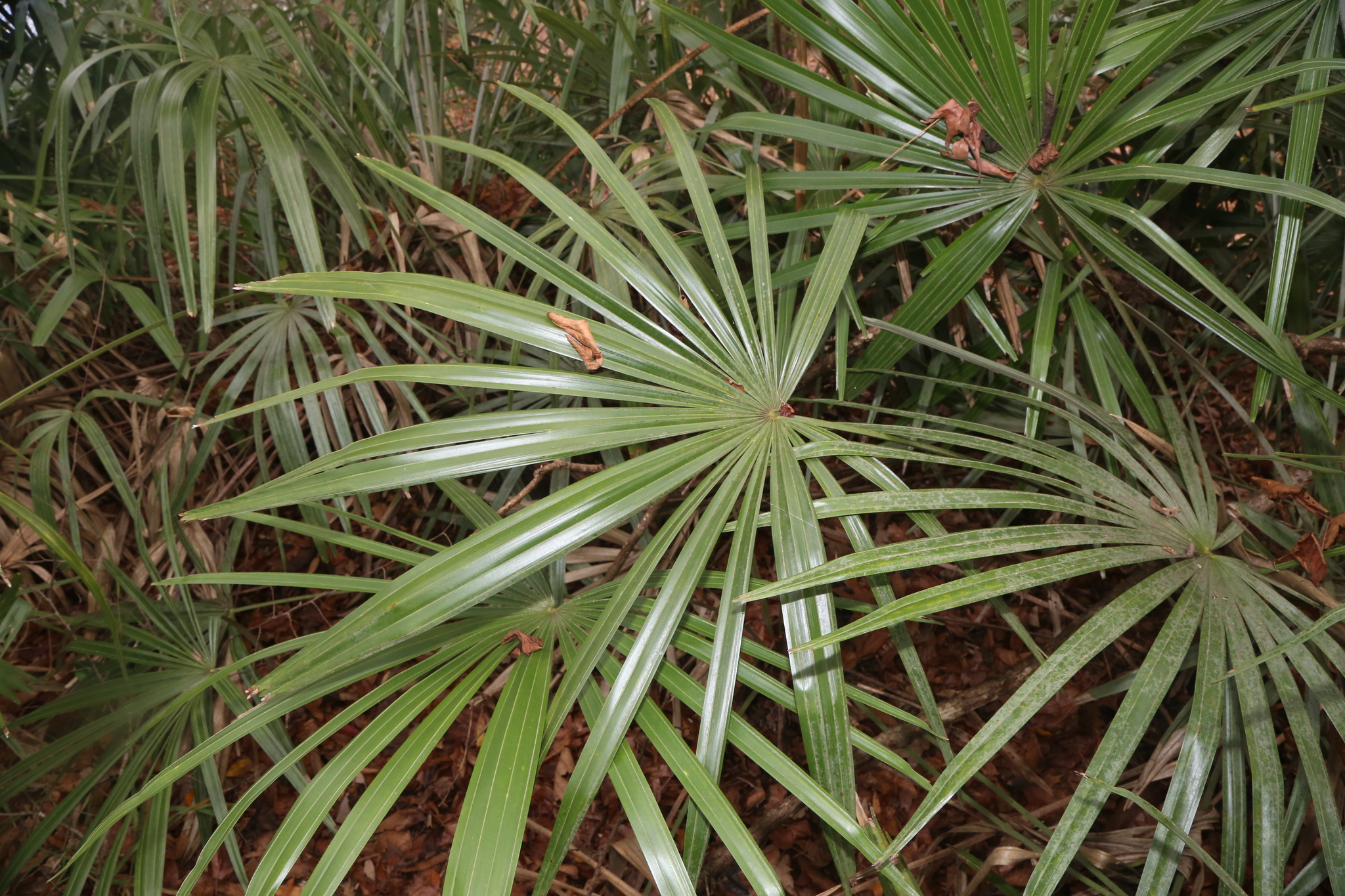 Imagem de Palmeira-agulha