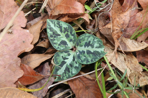 Image of Trillium underwoodii by (c) Reid Hardin, some rights reserved (CC BY)