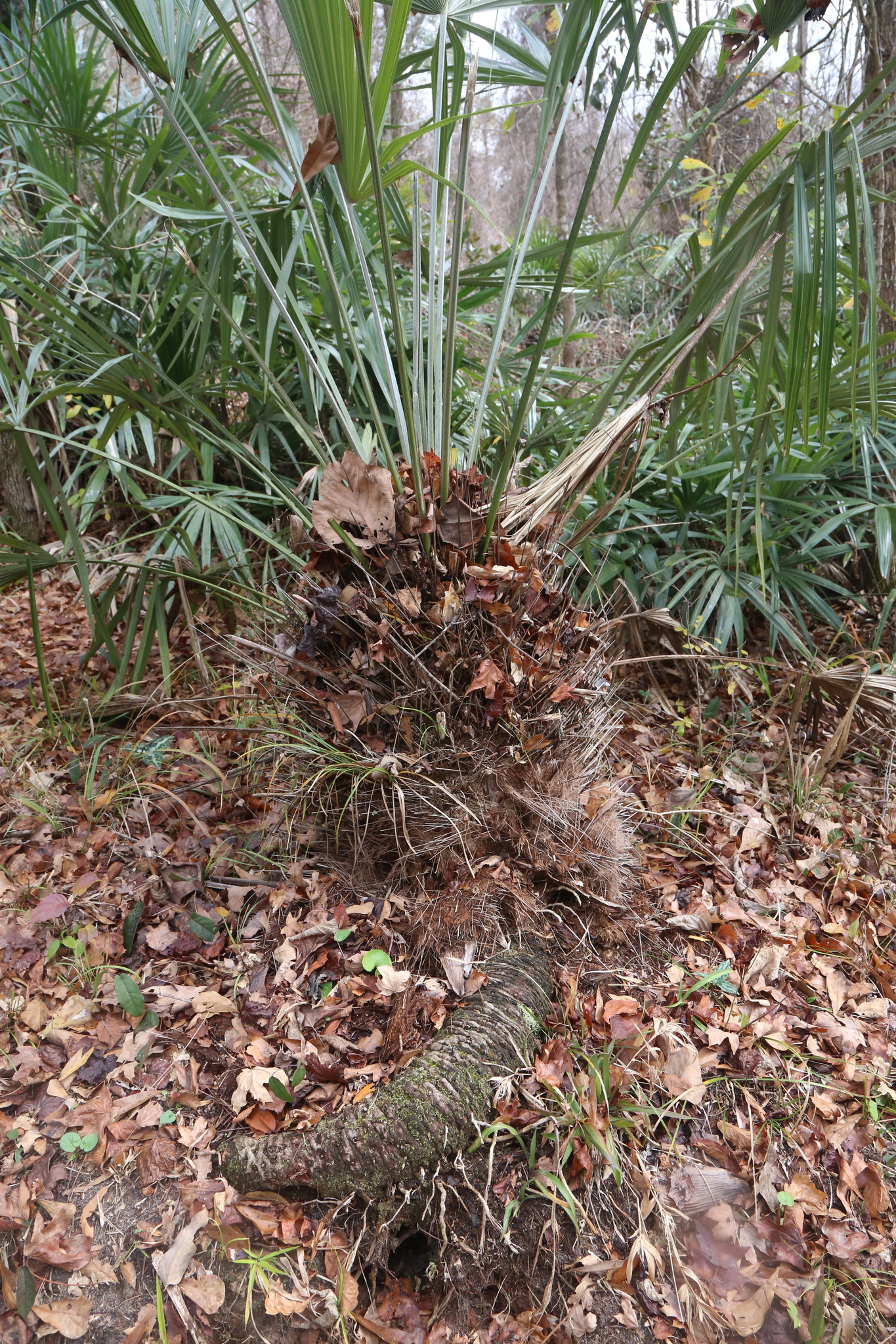 Imagem de Palmeira-agulha