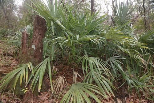 Image of Rhapidophyllum hystrix by (c) Reid Hardin, some rights reserved (CC BY)