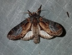 Notodonta scitipennis