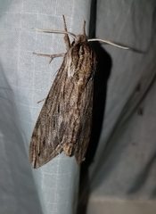 Sphinx canadensis