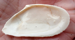 Megangulus bodegensis