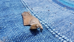 Chlorochroa pinicola