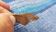 Chlorochroa pinicola