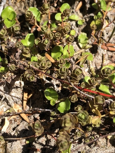 Hypericum rubicundulum (Hypericum rubicundulum)