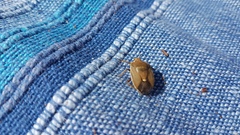 Chlorochroa pinicola