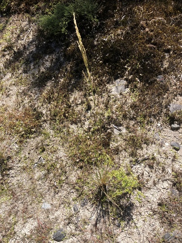 tufted hairgrass (Deschampsia cespitosa)