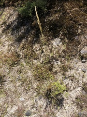 Tufted Hair Grass (Deschampsia caespitosa)
