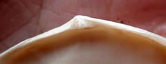 Megangulus bodegensis