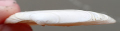 Megangulus bodegensis