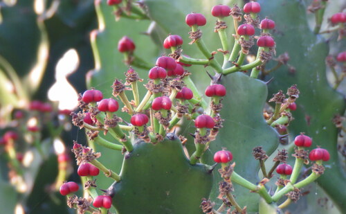 Foto de Cacto-candelabro
