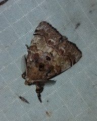 Dasychira cinnamomea