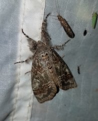 Dasychira obliquata
