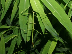 Ramulus rotundus