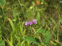 Dalea foliosa