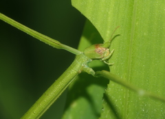 Ramulus rotundus