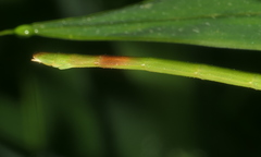 Ramulus rotundus