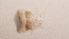 Meganola albula