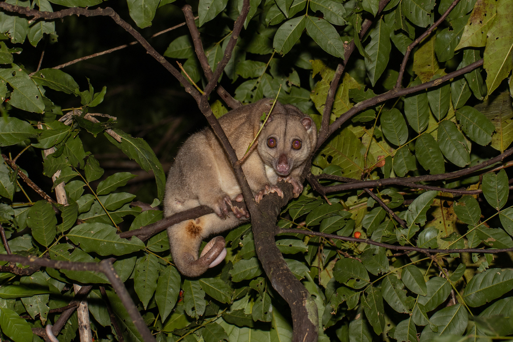 Northern Common Cuscus