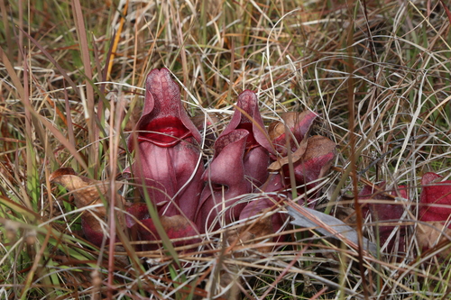 Sarracenia rosea