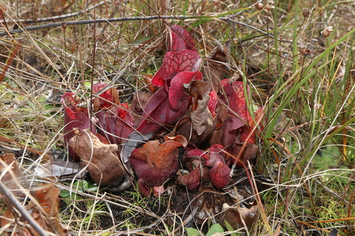 Sarracenia rosea