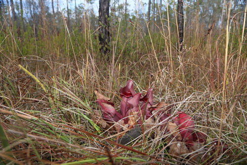 Sarracenia rosea