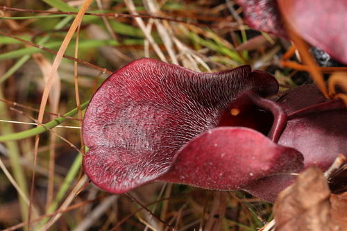 Sarracenia rosea
