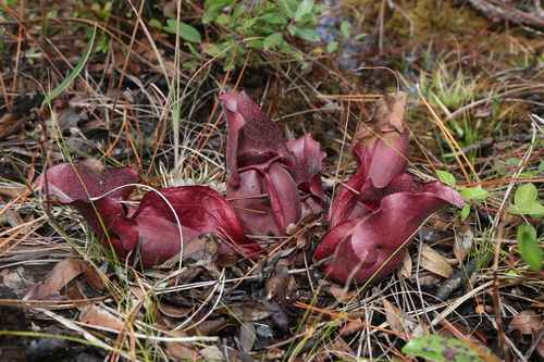 Sarracenia rosea